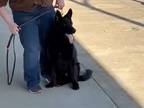 Adopt Arley a Black German Shepherd Dog / Mixed dog in Winchester, KY (40444264)