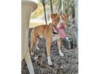 Adopt Staples a Red/Golden/Orange/Chestnut - with White American Pit Bull