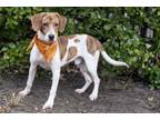 Adopt Leo a Brindle Beagle / Mixed Breed (Medium) / Mixed (short coat) dog in