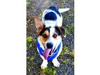 Adopt Buster a Tricolor (Tan/Brown & Black & White) Beagle / Hound (Unknown