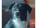 Adopt LLP Richmond : Amos a Black - with Tan, Yellow or Fawn Australian Shepherd