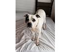 Adopt Chloe a White - with Black Boxer / Mixed dog in Sharon Center