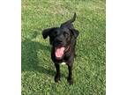 Adopt Milo a Black - with White Labrador Retriever / Mixed dog in Tioga