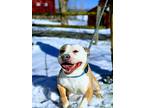 Adopt Millie a Tan/Yellow/Fawn - with White American Pit Bull Terrier / Mixed