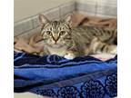 Adopt Marsha (Napa Petco) a Gray or Blue (Mostly) American Shorthair / Mixed