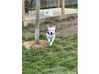 Adopt Remi a White Staffordshire Bull Terrier / Mixed Breed (Medium) dog in