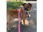 Adopt Poppi a Papillon / Mixed dog in San Diego, CA (41186004)