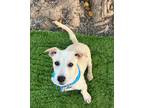 Adopt Sienne a Terrier (Unknown Type, Small) / Mixed dog in San Diego