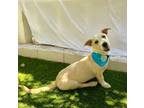 Adopt Sebastian a Terrier (Unknown Type, Small) / Mixed dog in San Diego