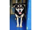 Adopt Alanis a Black - with White German Shepherd Dog / Alaskan Malamute dog in