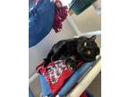 Adopt Clark a All Black Domestic Shorthair / Mixed (short coat) cat in Bemidji