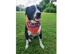 Adopt Baker Bunch Pup 7>Bach (Branch) a Australian Cattle Dog / Border Collie /