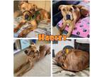 Adopt Harley - In Foster - Call for appt a American Staffordshire Terrier /