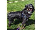 Adopt 0456 Gem AKA Gemma a Black - with White Australian Shepherd / Mixed dog in