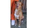 Adopt Red a Red/Golden/Orange/Chestnut Rhodesian Ridgeback dog in Catoosa