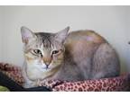 Adopt Felix a White (Mostly) Abyssinian / Mixed (short coat) cat in Markham