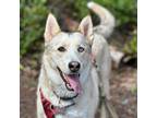 Adopt Bella - AVAILABLE a Husky dog in Seattle, WA (41185775)