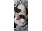 Adopt Murdock a White Turkish Van cat in Calimesa, CA (41185795)