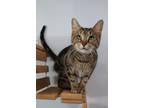 Adopt McGonagall a Brown Tabby Domestic Shorthair / Mixed (short coat) cat in