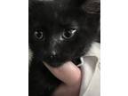 Adopt Buffy - Raven (Purple Collar) a Spotted Tabby/Leopard Spotted Domestic