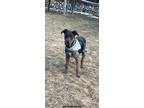 Adopt Rezzie a Catahoula Leopard Dog dog in Mandan, ND (41185742)