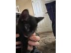 Adopt Buffy -Onyx (brown collar) a Spotted Tabby/Leopard Spotted Domestic