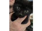 Adopt Buffy - Ebony (pink collar) a Spotted Tabby/Leopard Spotted Domestic