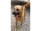 Adopt JOURNEY a German Shepherd Dog / Mixed Breed (Medium) / Mixed dog in