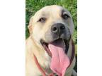 Adopt GARLAND a Labrador Retriever / Golden Retriever / Mixed dog in Norwich