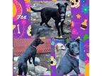 Adopt Jack a Black - with White Border Collie / Mixed dog in Rancho Cucamonga