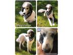 Adopt Marshmallow a White - with Gray or Silver Poodle (Standard) / Mixed dog in