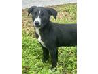 Adopt bandit a Black - with White Border Collie / Labrador Retriever / Mixed dog