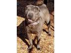 Adopt Sharlotte a Gray/Blue/Silver/Salt & Pepper Shar Pei / Mixed dog in