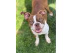 Adopt Sprocket a Brown/Chocolate - with White Boston Terrier / Mixed dog in
