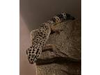 Adopt Frankie a Gecko reptile, amphibian, and/or fish in Aurora, IL (41185333)
