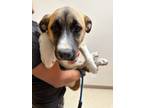 Adopt Sheena a Tan/Yellow/Fawn Black Mouth Cur / Shepherd (Unknown Type) / Mixed