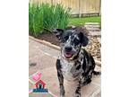 Adopt Bailey a Terrier (Unknown Type, Small) / Australian Cattle Dog / Mixed dog