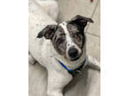 Adopt Poppy a Black Australian Cattle Dog / Mixed Breed (Medium) / Mixed (short