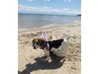 Adopt Ella a Beagle / Mixed dog in Baltimore, MD (41058495)
