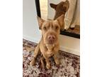 Adopt Beaux a Tan/Yellow/Fawn Shar Pei / Mixed dog in Manhattan, NY (41185040)