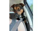 Adopt Coco Puffs a Tricolor (Tan/Brown & Black & White) Rottweiler / Shepherd