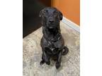 Adopt Donut a Brindle Dutch Shepherd / Mixed dog in Bartow, FL (41184985)