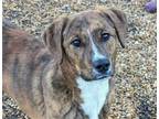 Adopt Raphael a Brindle Feist / Labrador Retriever / Mixed dog in Anniston