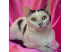 Adopt DUTCHESS a Black & White or Tuxedo Turkish Van (short coat) cat in Irvine