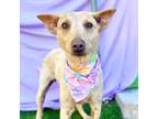 Adopt GINGER a Red/Golden/Orange/Chestnut - with White Australian Cattle Dog /