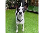 Adopt Japser a White - with Black Rat Terrier / Mixed dog in Davie