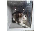 Adopt Wasabi *Barn Cat* a Brown Tabby Domestic Shorthair / Mixed Breed (Medium)