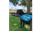 Adopt Sasha a American Pit Bull Terrier / Mixed dog in San Diego, CA (41172147)