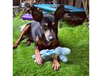 Adopt Winnie a Black - with Tan, Yellow or Fawn Miniature Pinscher / Manchester