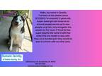 Adopt Canella a Husky / Mixed dog in Kendallville, IN (41184466)